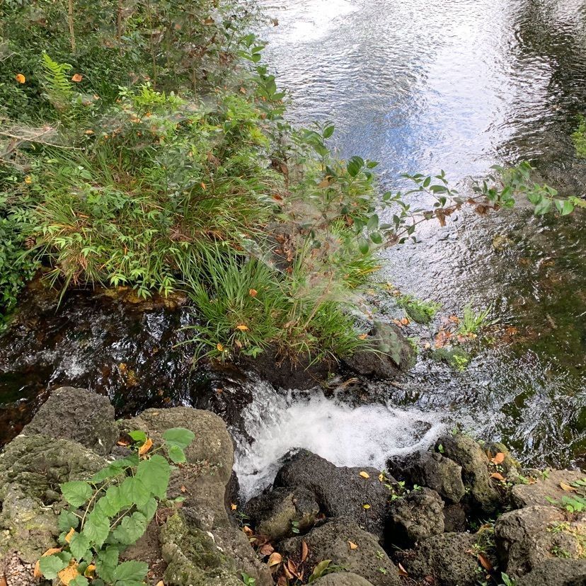 tom_takedaさんが投稿した湧玉池に関する口コミの画像