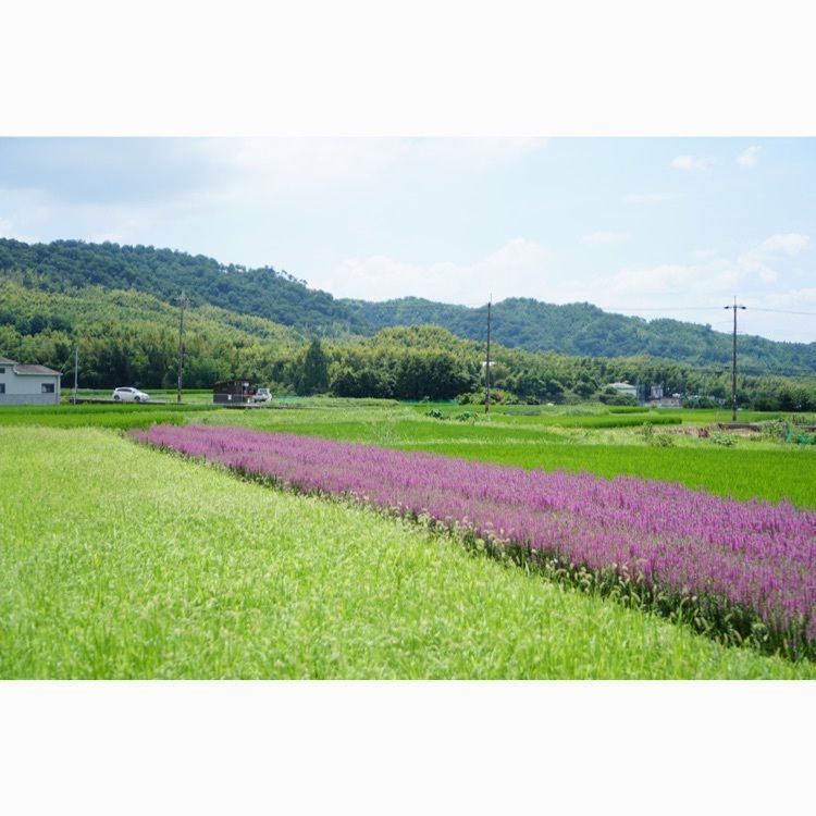 m_keijiさんが投稿した山城多賀フルーツラインに関する口コミの画像