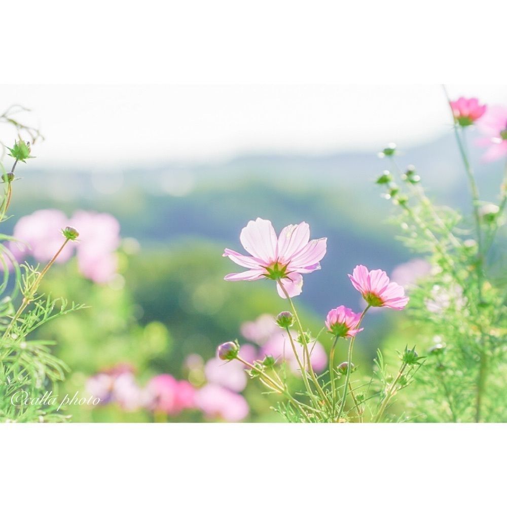 urban_garden_243aさんが投稿した総合運動公園駅に関する口コミの画像