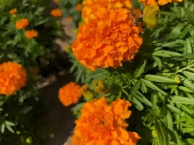 和歌山県植物公園緑花センター