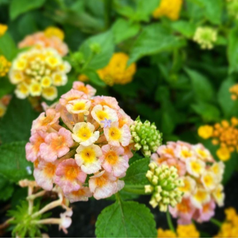 Kayoさんが投稿した画像の画像