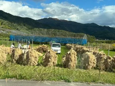 天童さくらんぼ園