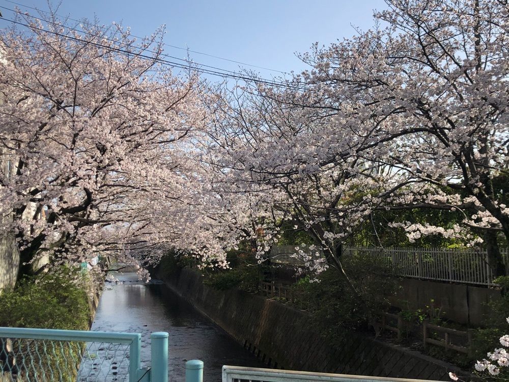 asomogさんが投稿した酒匂川スポーツ広場に関する口コミの画像