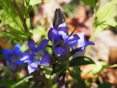 箱根湿生花園
