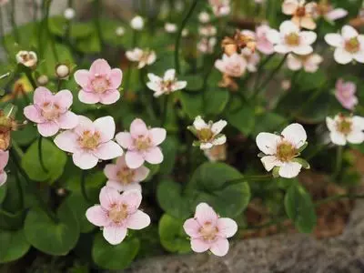 箱根湿生花園