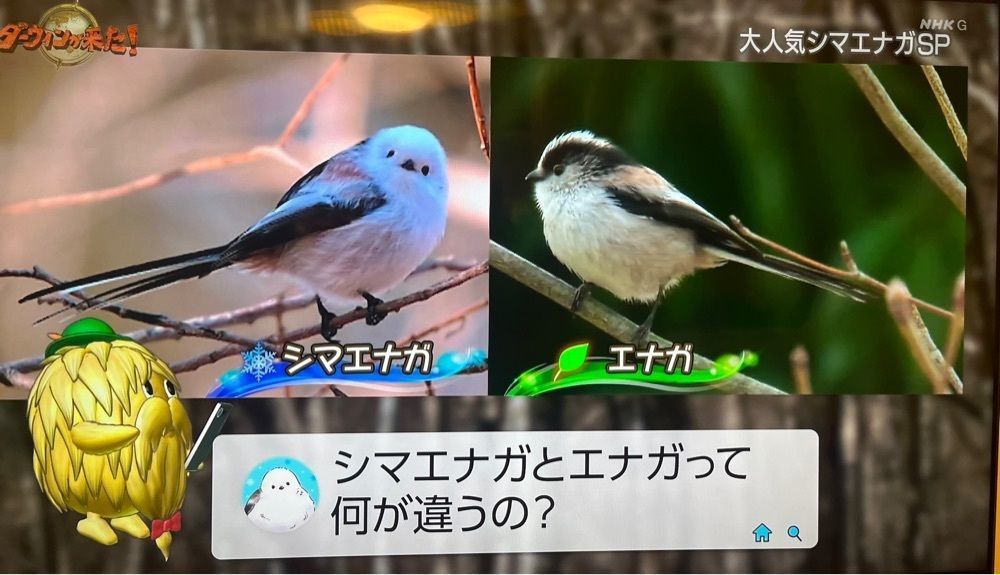 chou chou tabiさんが投稿したNHK大阪ホールに関する口コミの画像