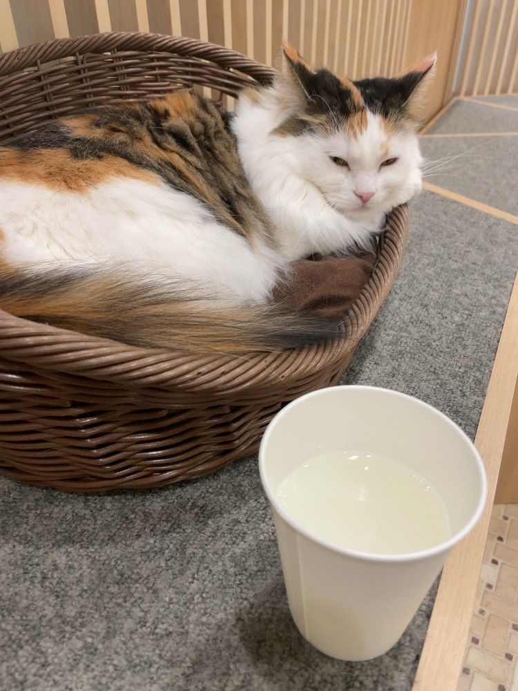GAOさんが投稿した猫カフェ MOCHA 京都河原町店に関する口コミの画像