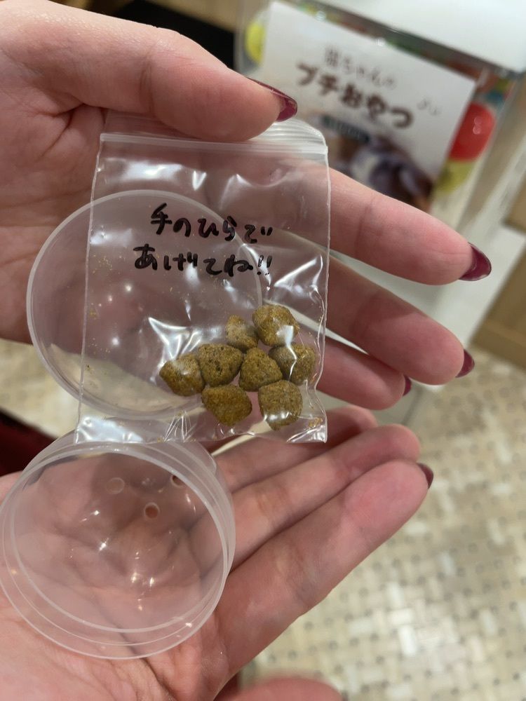 GAOさんが投稿した猫カフェ MOCHA 京都河原町店に関する口コミの画像