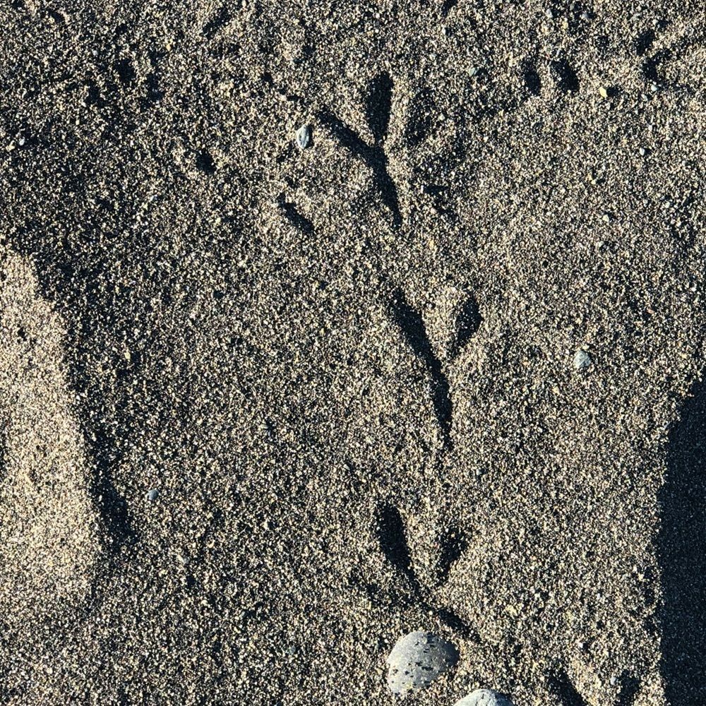 asomogさんが投稿した御幸の浜海水浴場に関する口コミの画像