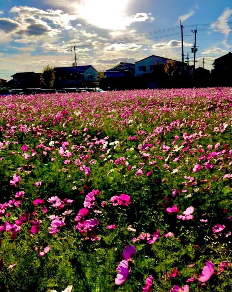 toraking777さんが投稿した国指定史跡　中宮寺跡に関する口コミの画像