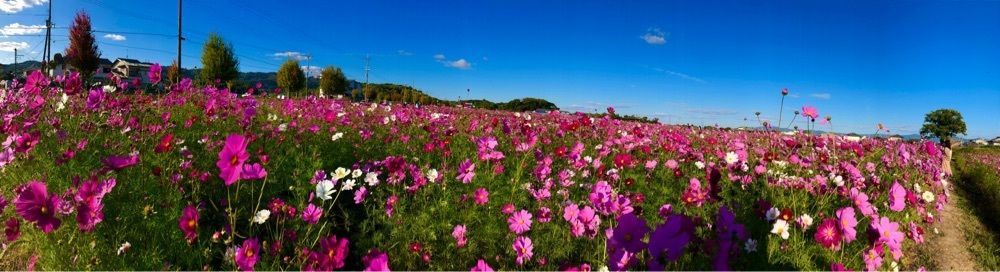 toraking777さんが投稿した国指定史跡　中宮寺跡に関する口コミの画像
