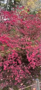 根上りの松（兼六園）