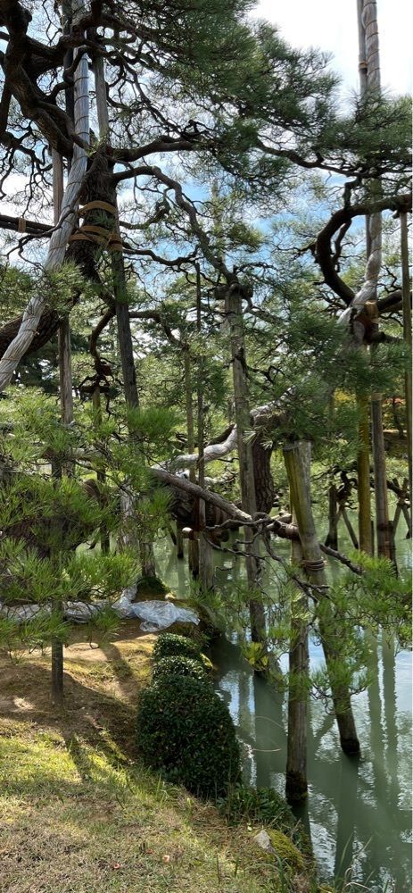 海老桃和久津さんが投稿した根上りの松（兼六園）に関する口コミの画像