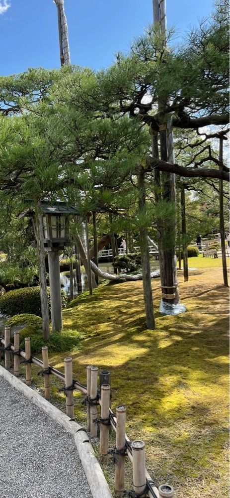 海老桃和久津さんが投稿した根上りの松（兼六園）に関する口コミの画像