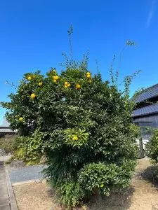 粟原釣場