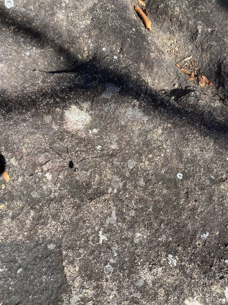 あるふぃすたさんが投稿した臥竜山に関する口コミの画像