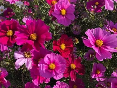 花の海