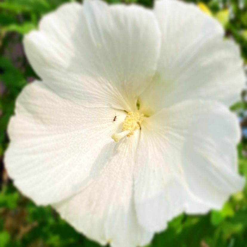 Kayoさんが投稿した画像の画像