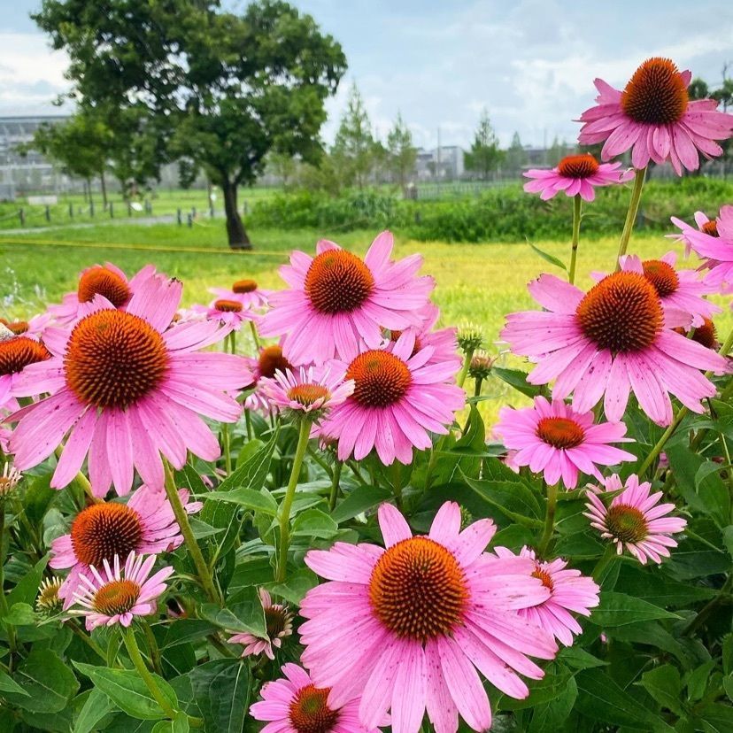 Kayoさんが投稿した画像の画像