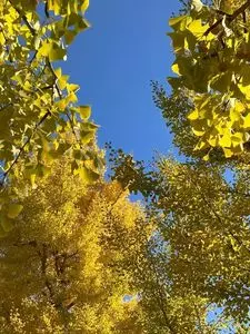 芸術の森公園