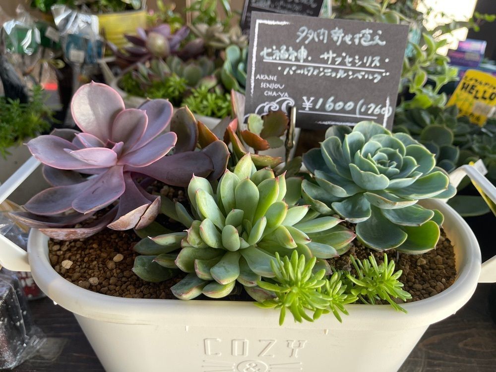 ぺたこ♡さんが投稿した茜千畳茶屋（アカネセンジョウチャヤ）に関する口コミの画像