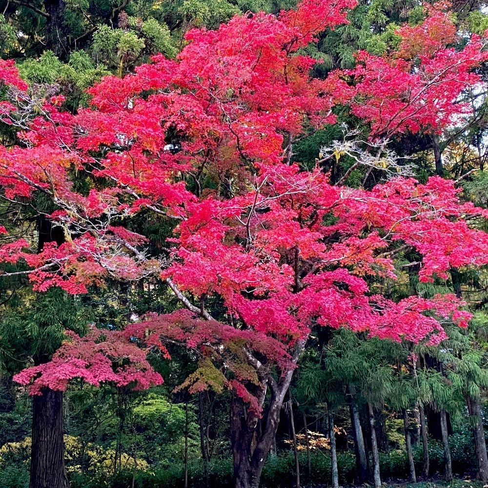 calm_gift_1030さんが投稿した雲巌寺に関する口コミの画像