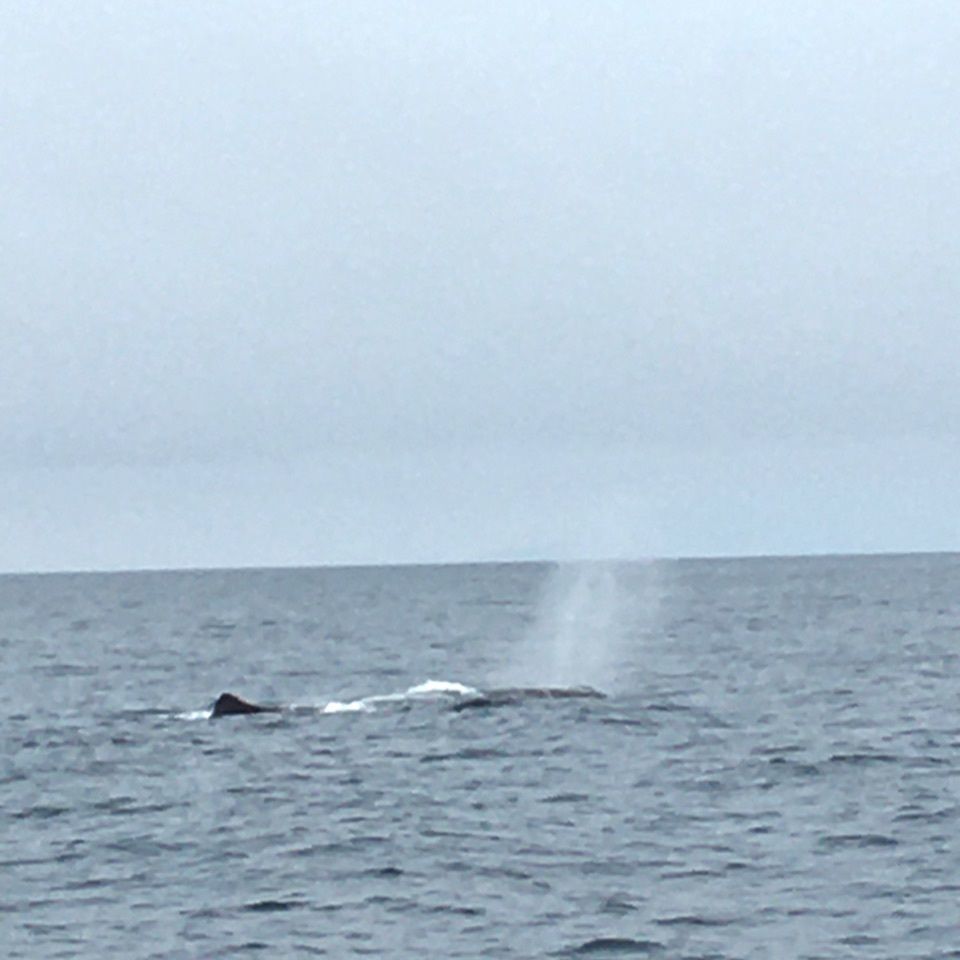 yoshiさんが投稿した（有）丸は宝来水産ゴジラ岩観光知床半島ラウスクルーズに関する口コミの画像