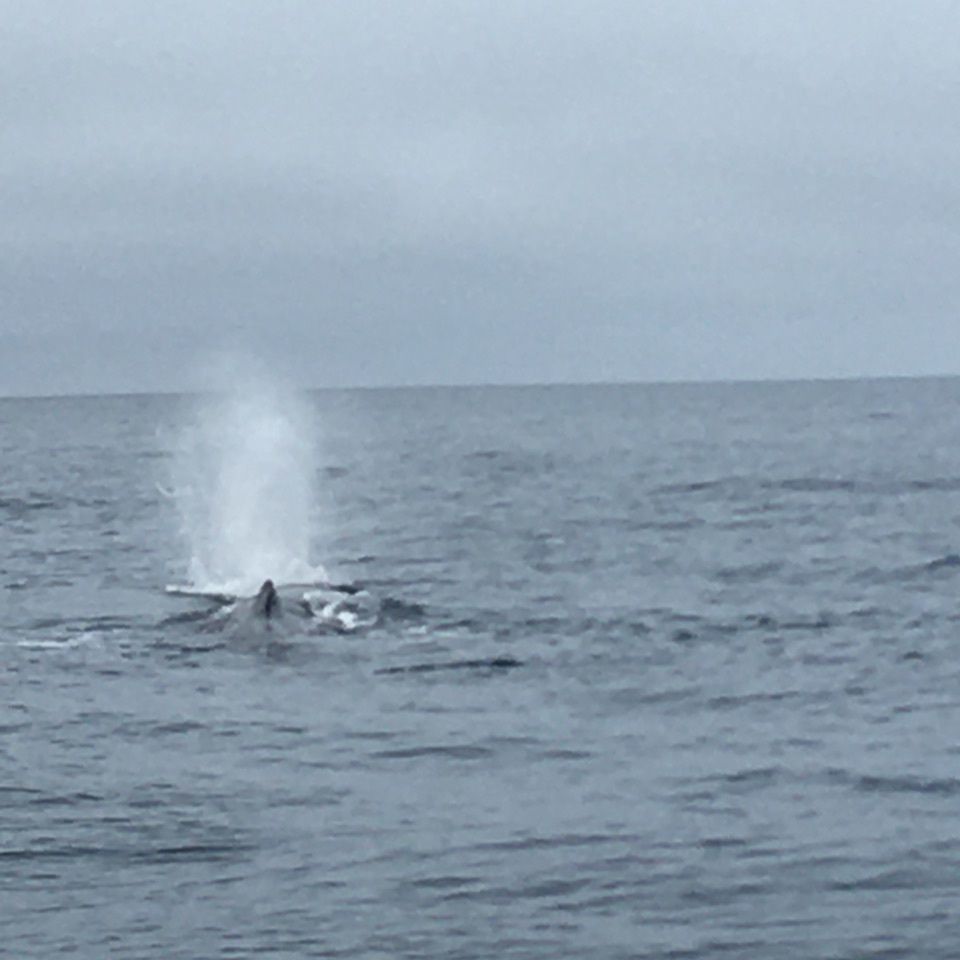 yoshiさんが投稿した（有）丸は宝来水産ゴジラ岩観光知床半島ラウスクルーズに関する口コミの画像