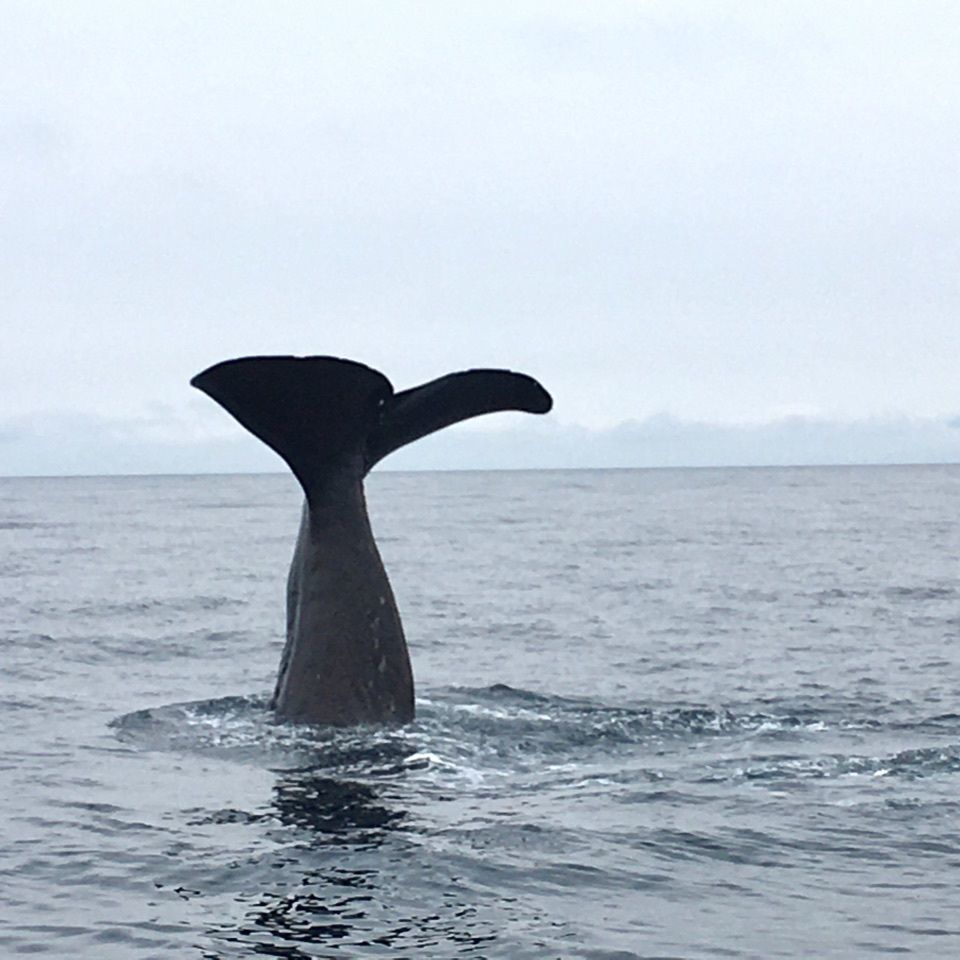 yoshiさんが投稿した（有）丸は宝来水産ゴジラ岩観光知床半島ラウスクルーズに関する口コミの画像