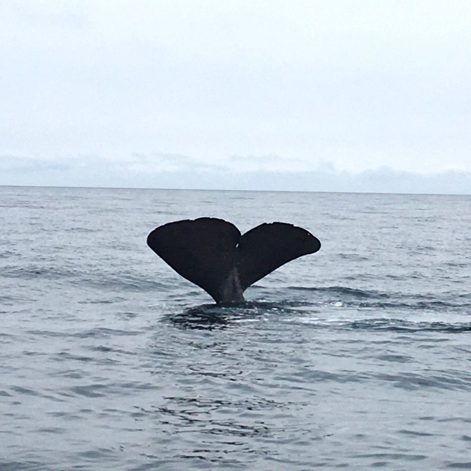 yoshiさんが投稿した（有）丸は宝来水産ゴジラ岩観光知床半島ラウスクルーズに関する口コミの画像