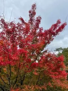 森林公園森林動物園