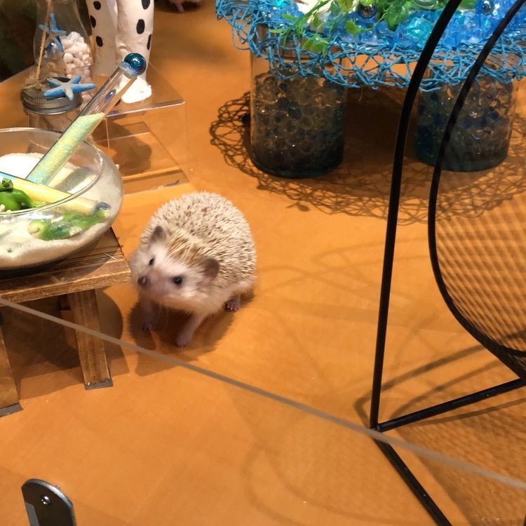 mimiさんが投稿した倉敷豆柴カフェに関する口コミの画像