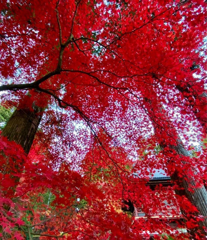 calm_gift_1030さんが投稿した日光山輪王寺に関する口コミの画像