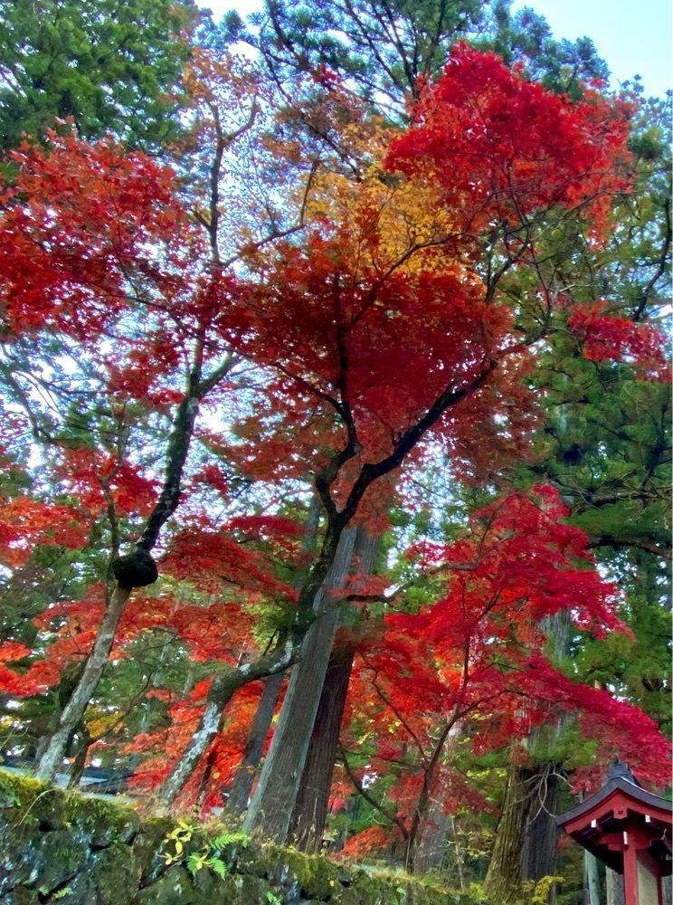 calm_gift_1030さんが投稿した日光山輪王寺に関する口コミの画像