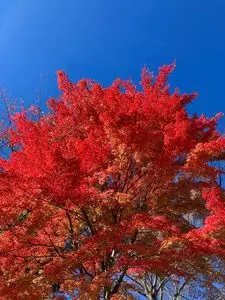 迦葉山 龍華院 弥勒護国禅寺 3枚目