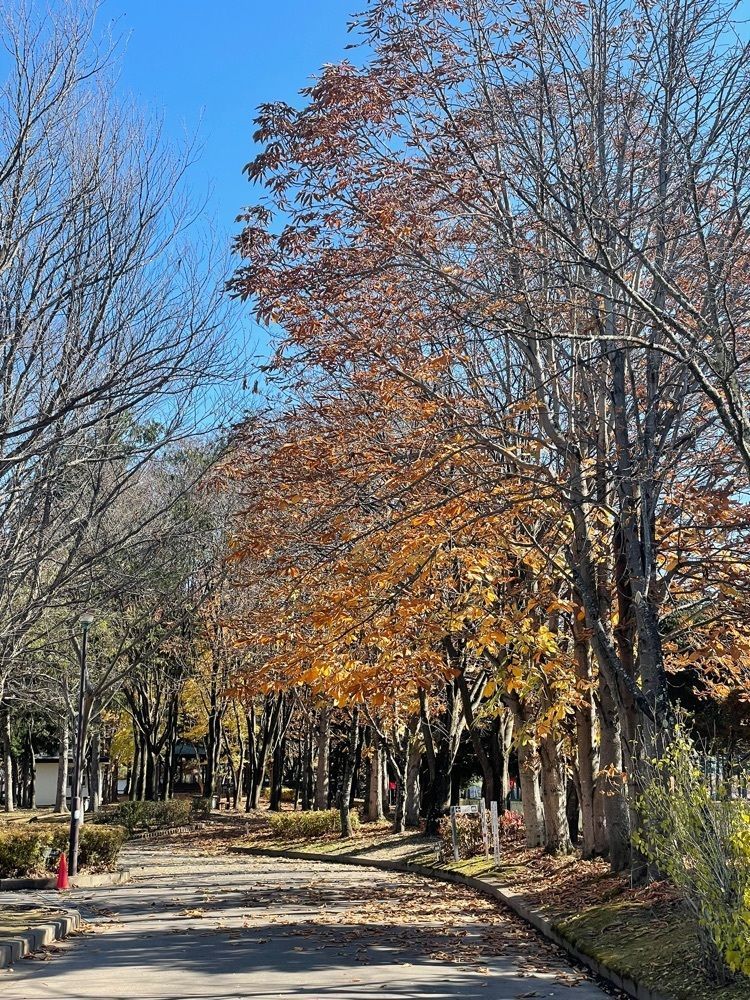 nostalgic_hiking_bca8さんが投稿した駒場公園（長野県佐久市）に関する口コミの画像