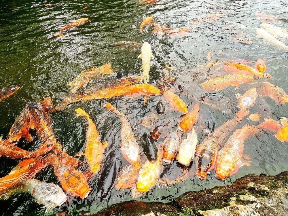 猫なぎ。さんが投稿した極楽山西方寺に関する口コミの画像