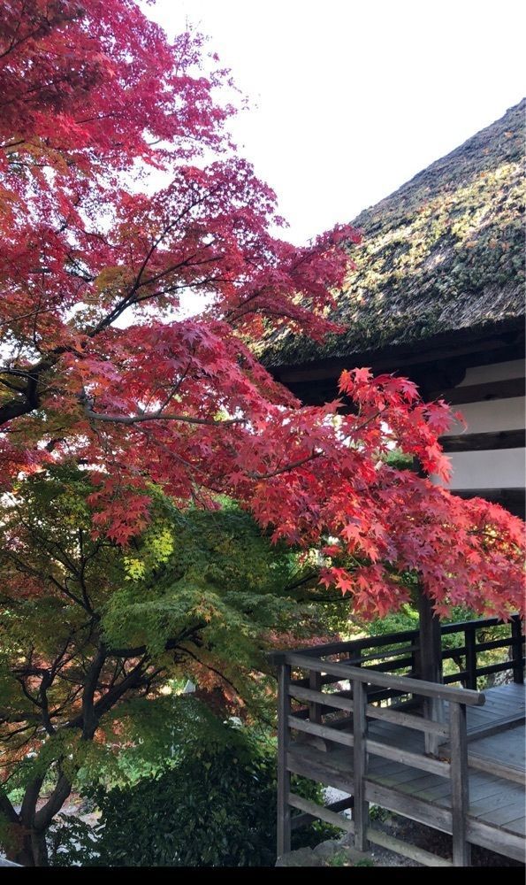 take.aさんが投稿した長楽寺に関する口コミの画像