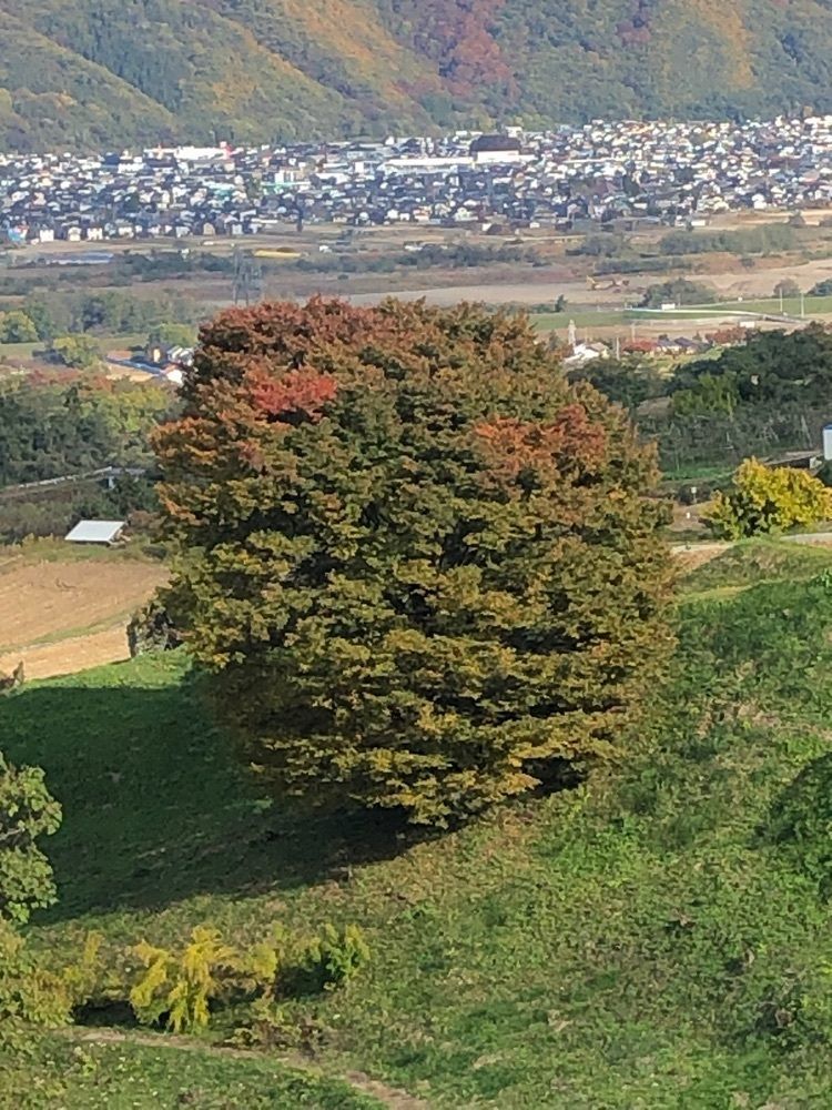 take.aさんが投稿した長楽寺に関する口コミの画像