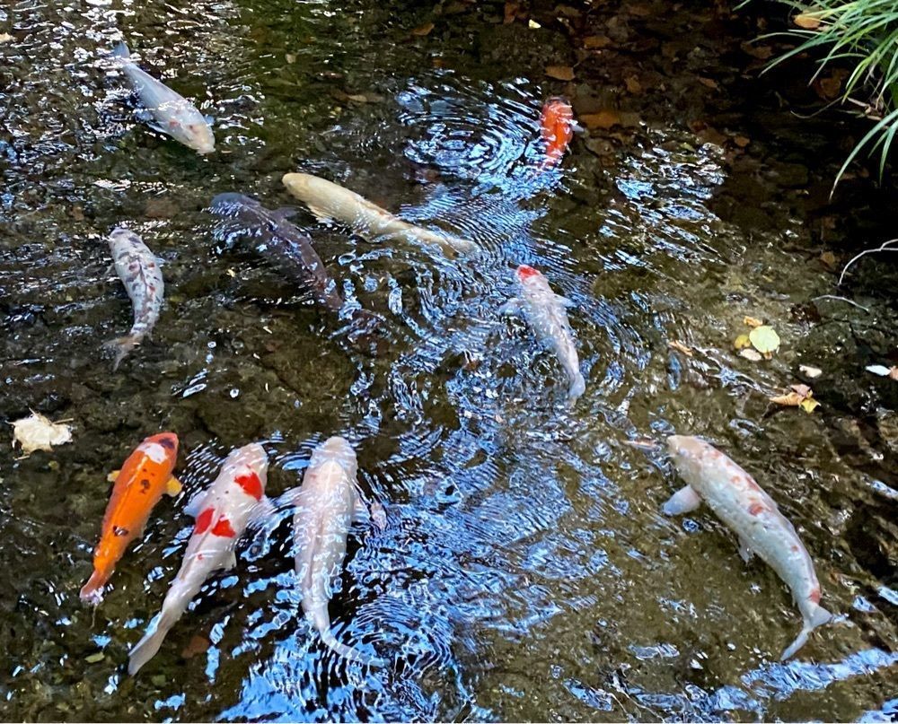 calm_gift_1030さんが投稿した塩原八幡宮に関する口コミの画像