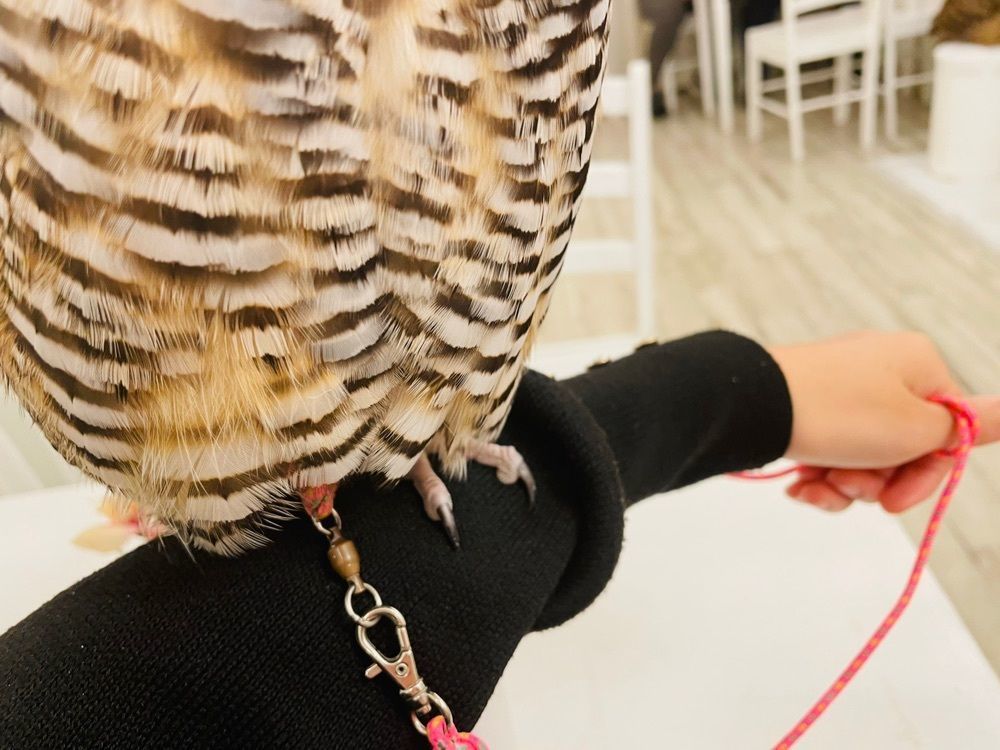 happy_climing_5224さんが投稿したアキバフクロウに関する口コミの画像