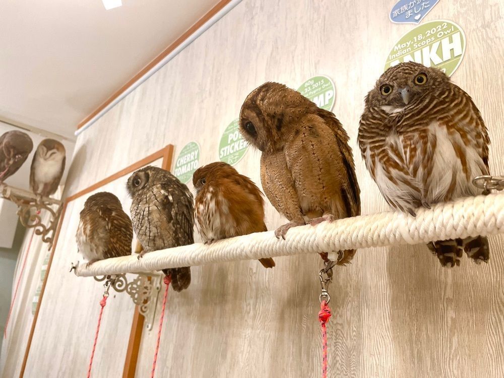 happy_climing_5224さんが投稿したアキバフクロウに関する口コミの画像