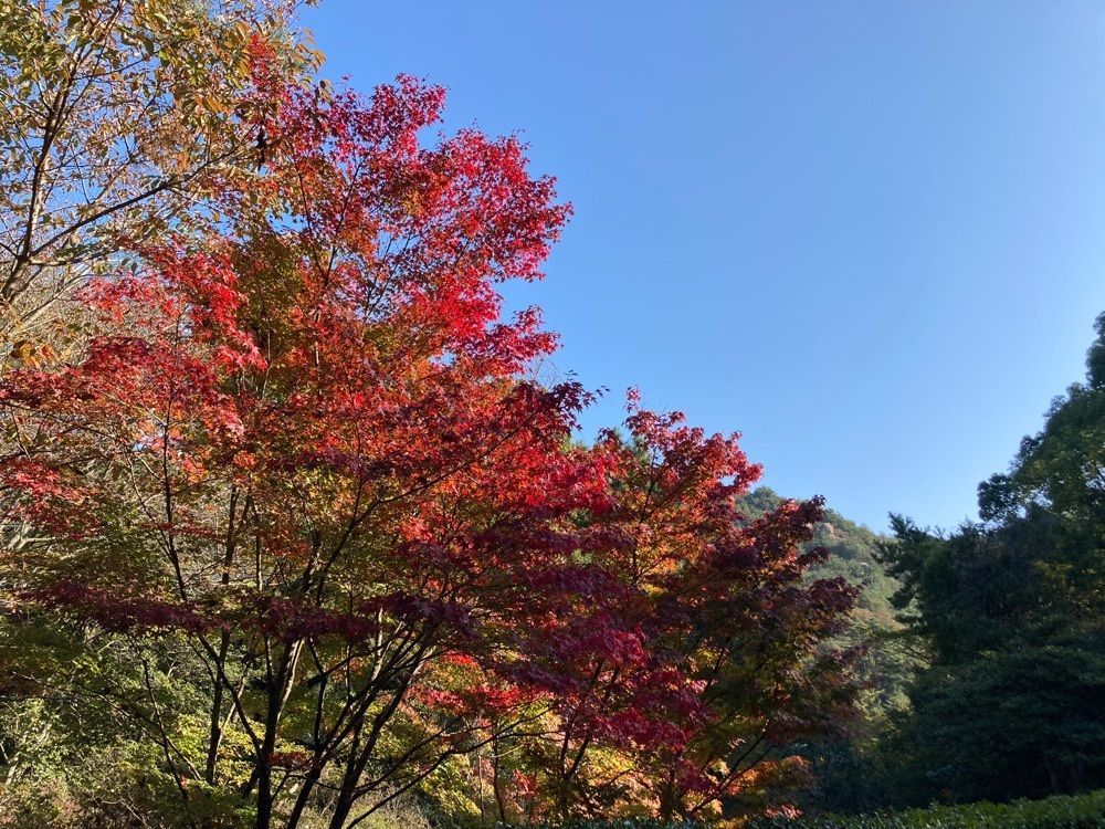 うーとらマンさんが投稿したみやま公園に関する口コミの画像