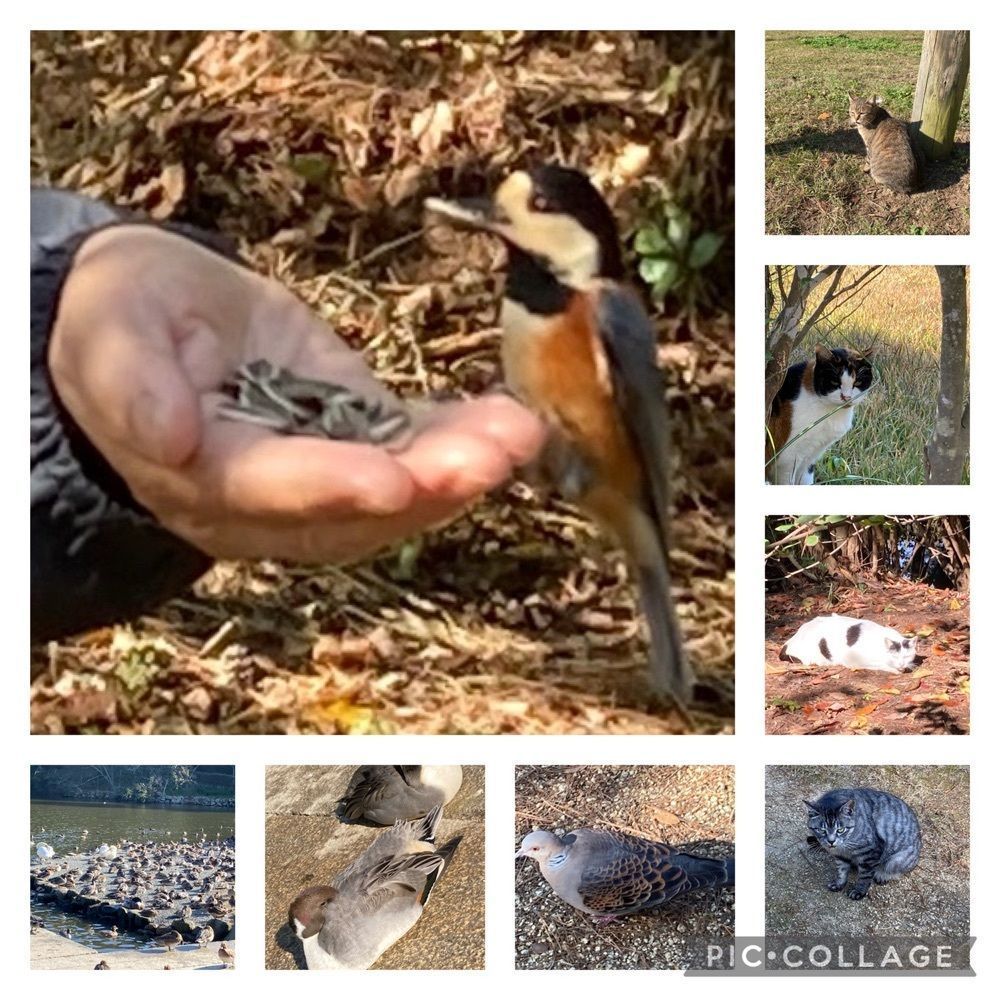 うーとらマンさんが投稿したみやま公園に関する口コミの画像