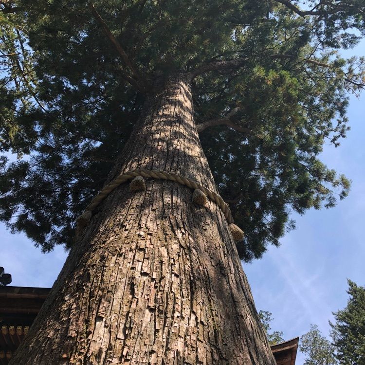 Momotaroさんが投稿した三峯神社興雲閣に関する口コミの画像