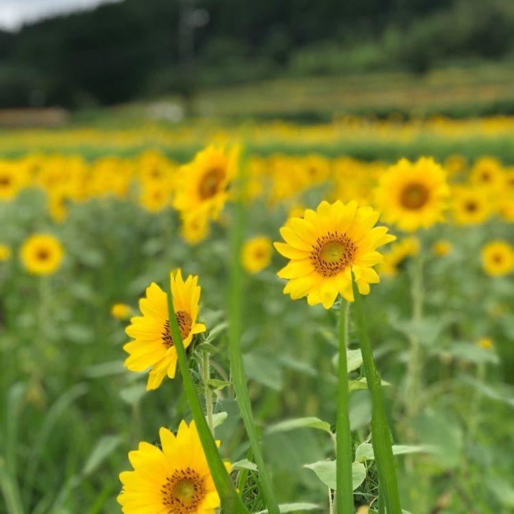 シュウさんが投稿したひまわりロード／ひまわりに関する口コミの画像