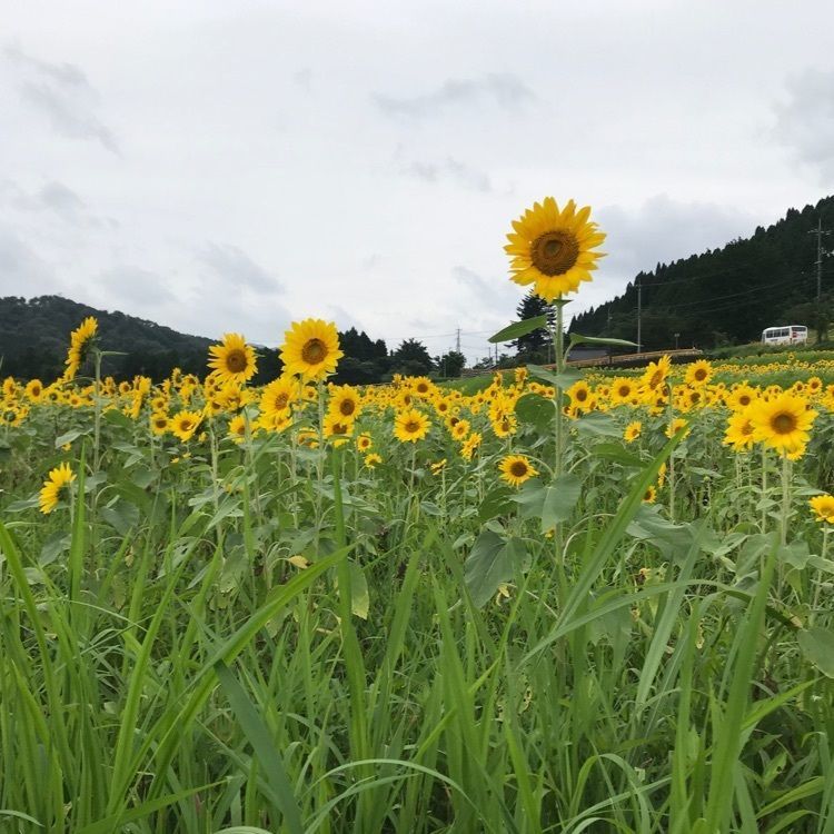 シュウさんが投稿したひまわりロード／ひまわりに関する口コミの画像