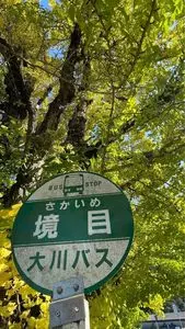 境目のイチョウ