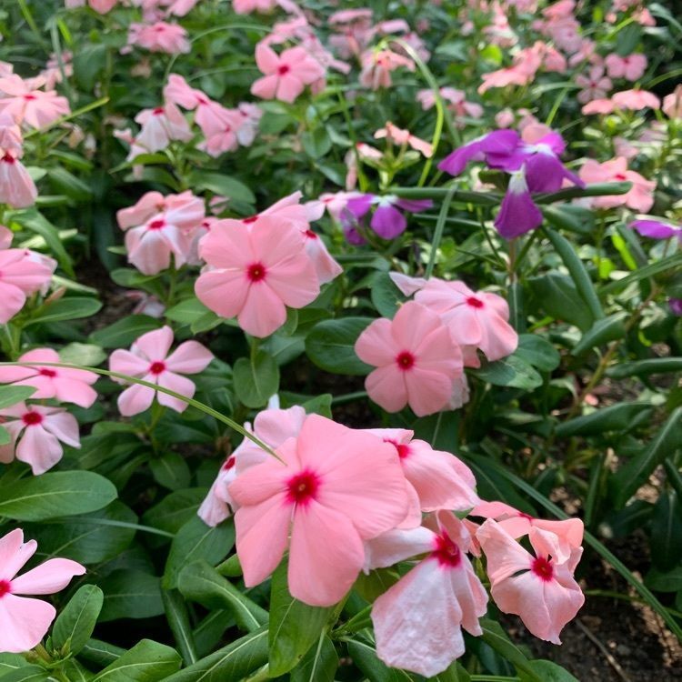 blossom&C7の画像