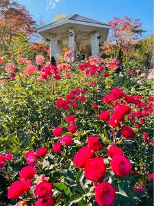 箱根強羅公園 6枚目